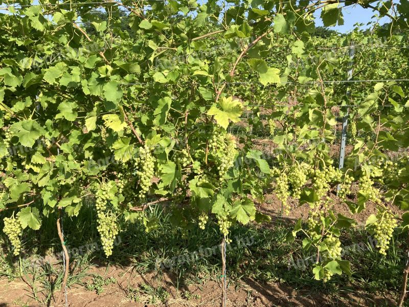 Irsai Olivér szőlőtermés