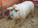 Mangalica tenyészállatok és hízók