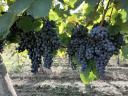 Kékfrankos szőlőtermés előjegyezhető