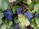Kékfrankos szőlőtermés előjegyezhető