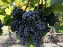 Cabernet Franc szőlőtermés előjegyezhető