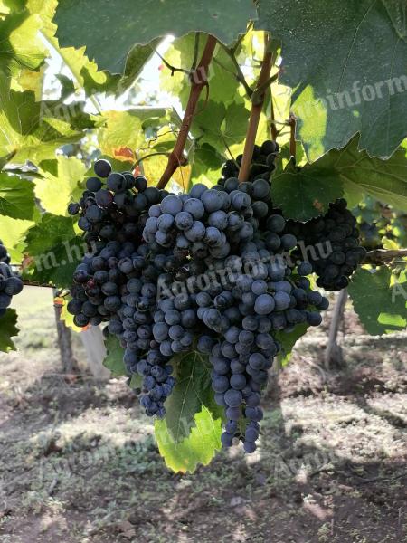 Cabernet Franc szőlőtermés előjegyezhető