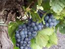 Cabernet Franc szőlőtermés előjegyezhető