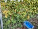 Minőségi Irsai Olivér szőlőtermés eladó