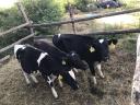 Holstein fríz üszők eladó vagy cserélhető