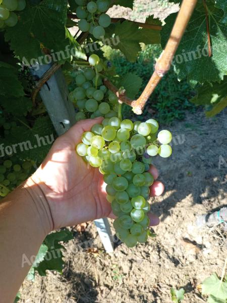 Királyleányka/Sauvignon Blanc szőlőtermés Balatonboglár Augusztus 15-től