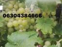 Irsai Olivér szőlő eladó Pákson