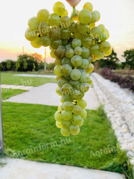 Eladó kézi szüretelésű Irsai Olivér szőlő