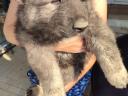 Kaukázusi juhász kiskutyák elérhetők