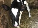 Holstein fríz üszőborjú eladó