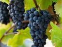 Pinot Noir (Kék Burgundi) szőlő eladó