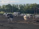 Holstein Friz tehenek eladók