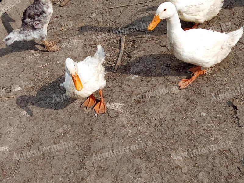 Eladó Magyar fehér kacsák