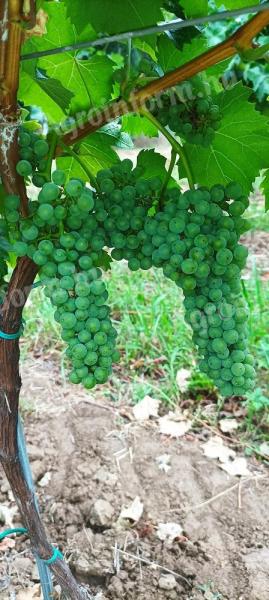 Eladó Olaszrizling minőségi borszőlő