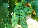 Eladó Királyleányka minőségi borszőlő