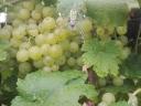 Irsai Olivér szőlő eladó Pakson