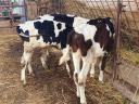Eladó Holstein-Fríz,  hf,  fricc bikák