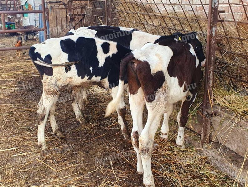 Eladó Holstein-Fríz,  hf,  fricc bikák