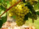 Balatonlellén Irsai Olivér szőlőtermés eladó