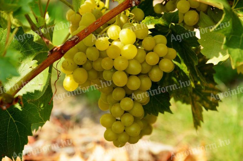 Balatonlellén Irsai Olivér szőlőtermés eladó