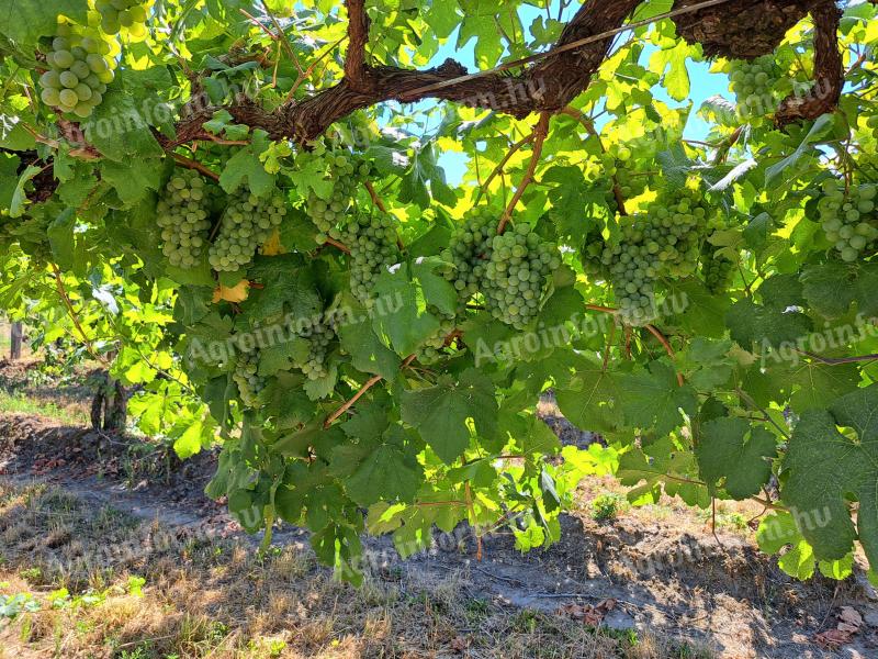 Cserszegi fűszeres,  Zöld Veltelíni és Chardonnay eladó