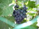 Néró szőlőt keresek Debrecen környékén