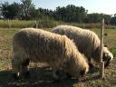 Wallisi báránypár