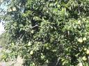 Topend Plus szilva és vilmoskörte nagy mennyiségben fáról eladó