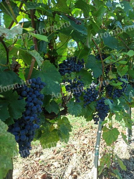 Eladó borszőlő a szekszárdi borvidékről! Kékfrankos,  Zweigelt,  Merlot,  Shiraz,  Blauburger,  Cabernet