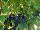 Eladó borszőlő a szekszárdi borvidékről! Kékfrankos,  Zweigelt,  Merlot,  Shiraz,  Blauburger,  Cabernet