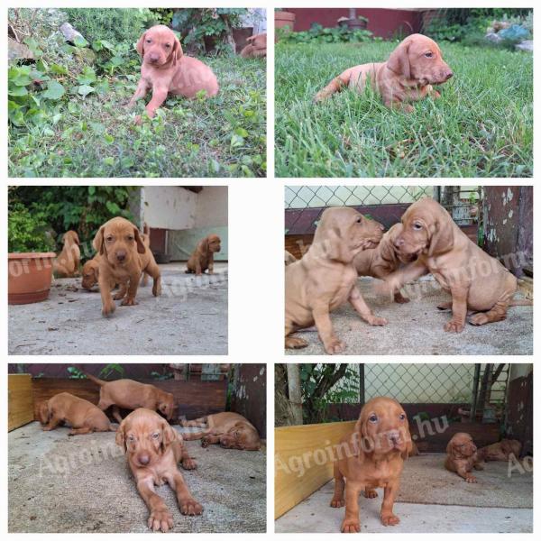 Magya vizsla