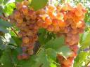Irsai Olivér szőlőtermés eladó