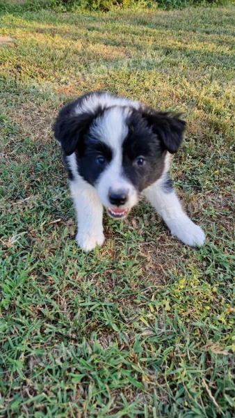 Border Collie kiskutyák