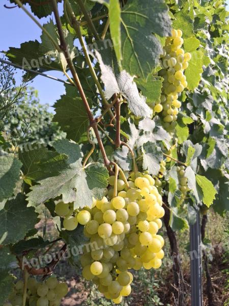 Irsai Olivér szőlő eladó,  ellenőrzött bio termesztésű,  kézi szedés