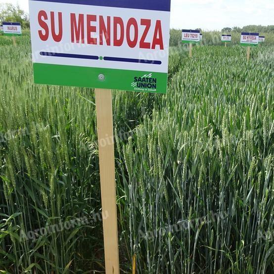 SU Mendoza búza vetőmag II. fokú eladó