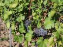 Nero szőlő eladó,  ellenőrzött bio termesztésű,  kézi szedés