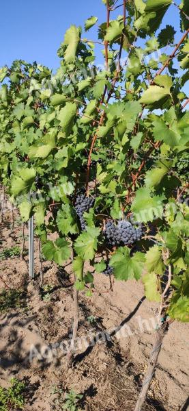 Nero szőlő eladó,  ellenőrzött bio termesztésű,  kézi szedés