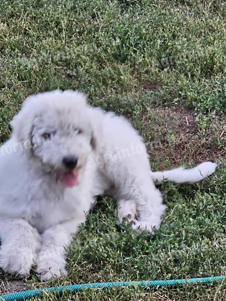 Komondor kiskutyák