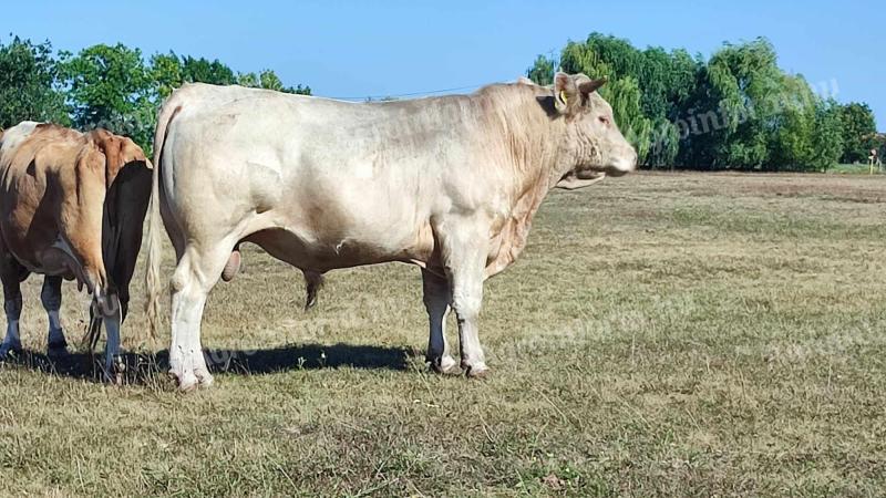 Eladó Charolais bika és üsző