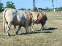 Eladó Charolais bika és üsző