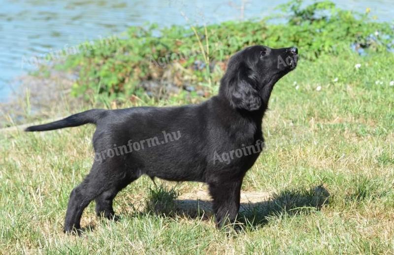 Flat coated retriever