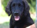 Flat coated retriever