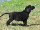 Flat coated retriever