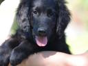 Flat coated retriever