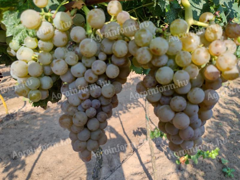 Cserszegi fűszeres szőlő,  Bianca,  Zalagyöngye,  Medina,  Czweigelt fajták eladó