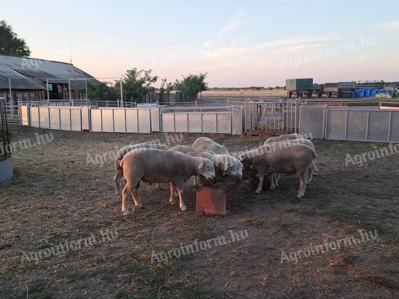 Ile De France éves törzskosok eladók