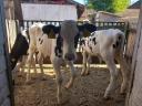 6db Holstein választott bikák eladók