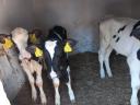 6db Holstein választott bikák eladók