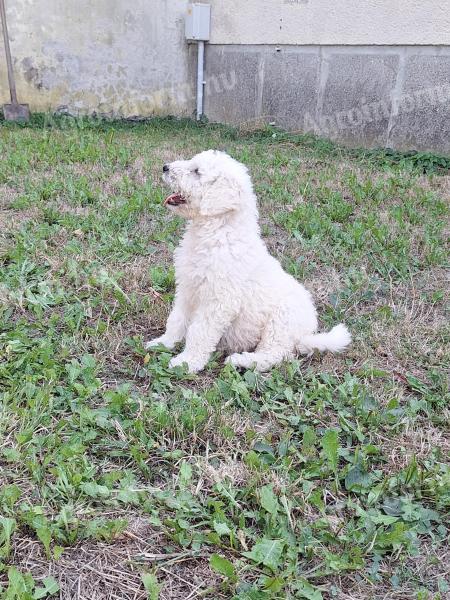 Komondor kiskutya