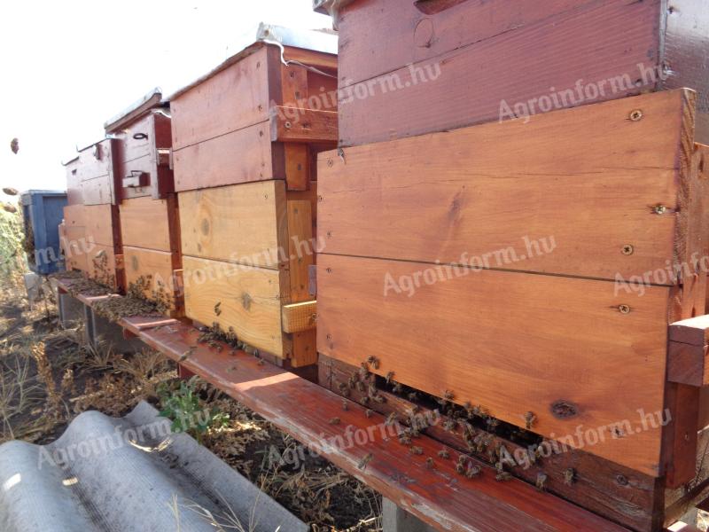 Méhek,  méhcsaládok Hunor kereten vagy kaptárban eladók